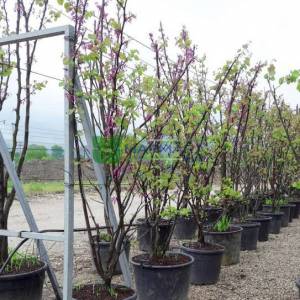 Erguvan ağacı,Gelin yemişi, Yemişen, Zazalak, Kalp yapraklı - Cercis siliquastrum multi stem/bush (LEGUMINOSAE)