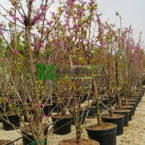 Erguvan ağacı,Gelin yemişi, Yemişen, Zazalak, Kalp yapraklı - Cercis siliquastrum multi stem/bush (LEGUMINOSAE)