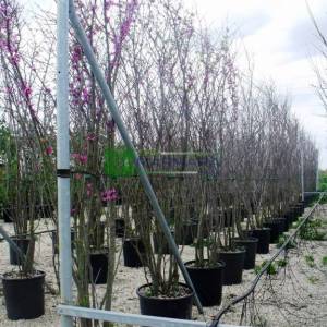 Erguvan ağacı,Gelin yemişi, Yemişen, Zazalak, Kalp yapraklı - Cercis siliquastrum multi stem/bush (LEGUMINOSAE)