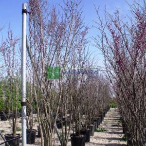 Erguvan ağacı,Gelin yemişi, Yemişen, Zazalak, Kalp yapraklı - Cercis siliquastrum multi stem/bush (LEGUMINOSAE)