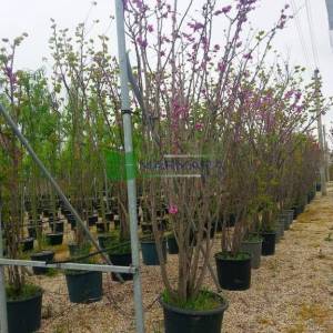 Erguvan ağacı,Gelin yemişi, Yemişen, Zazalak, Kalp yapraklı - Cercis siliquastrum multi stem/bush (LEGUMINOSAE)