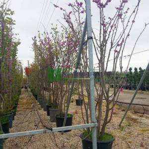 Erguvan ağacı,Gelin yemişi, Yemişen, Zazalak, Kalp yapraklı - Cercis siliquastrum multi stem/bush (LEGUMINOSAE)