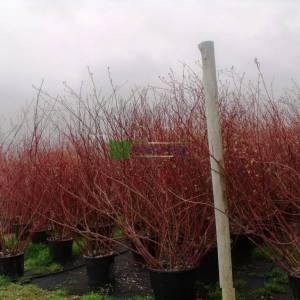 Kırmızı gövdeli kızılcık, Ergen, Kiran, Kiren, sibirya kızılcığı - Cornus alba sibirica (CORNACEAE)