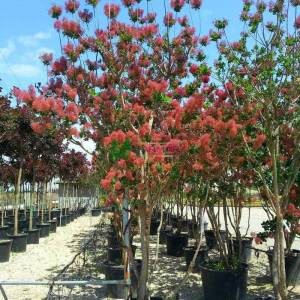 Bulut çalısı yeşil yapraklı,Duman ağacı, Peruka çalısı, Boyacı sumağı - Cotinus coggygria bush/multistem (ANACARDIACEAE)