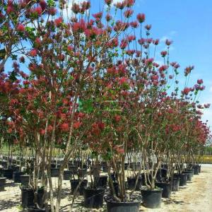 Bulut çalısı yeşil yapraklı,Duman ağacı, Peruka çalısı, Boyacı sumağı - Cotinus coggygria bush/multistem (ANACARDIACEAE)