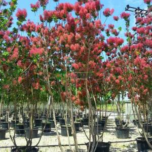 Bulut çalısı yeşil yapraklı,Duman ağacı, Peruka çalısı, Boyacı sumağı - Cotinus coggygria bush/multistem (ANACARDIACEAE)