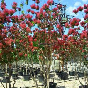 Bulut çalısı yeşil yapraklı,Duman ağacı, Peruka çalısı, Boyacı sumağı - Cotinus coggygria bush/multistem (ANACARDIACEAE)