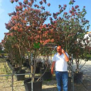 Bulut çalısı yeşil yapraklı,Duman ağacı, Peruka çalısı, Boyacı sumağı - Cotinus coggygria bush/multistem (ANACARDIACEAE)