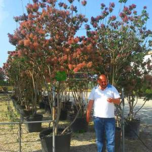 Bulut çalısı yeşil yapraklı,Duman ağacı, Peruka çalısı, Boyacı sumağı - Cotinus coggygria bush/multistem (ANACARDIACEAE)