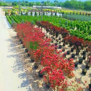 Bulut çalısı yeşil yapraklı,Duman ağacı, Peruka çalısı, Boyacı sumağı - Cotinus coggygria bush/multistem (ANACARDIACEAE)