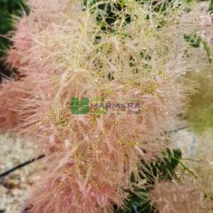 Bulut çalısı yeşil yapraklı,Duman ağacı, Peruka çalısı, Boyacı sumağı - Cotinus coggygria bush/multistem (ANACARDIACEAE)