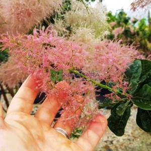 Bulut çalısı yeşil yapraklı,Duman ağacı, Peruka çalısı, Boyacı sumağı - Cotinus coggygria bush/multistem (ANACARDIACEAE)