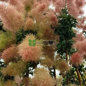 Bulut çalısı yeşil yapraklı,Duman ağacı, Peruka çalısı, Boyacı sumağı - Cotinus coggygria bush/multistem (ANACARDIACEAE)