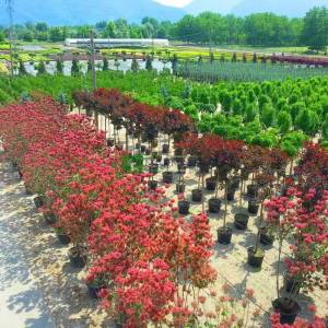 Bulut çalısı yeşil yapraklı,Duman ağacı, Peruka çalısı, Boyacı sumağı - Cotinus coggygria bush/multistem (ANACARDIACEAE)