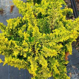 Bodur lavson servisi kısa tijli - Chamaecyparis obtusa fernspray gold half tige (CUPRESSACEAE)