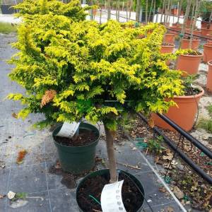 Bodur lavson servisi kısa tijli - Chamaecyparis obtusa fernspray gold half tige (CUPRESSACEAE)