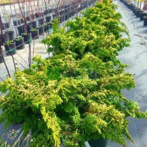 Bodur lavson servisi kısa tijli - Chamaecyparis obtusa fernspray gold half tige (CUPRESSACEAE)