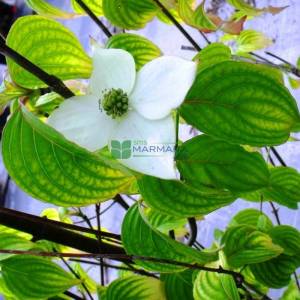 Kuza Kızılcığı, kousa, kousa kızılcık, Çin kızılcık, Kore kızılcık, Japon kızılcık - Cornus kousa (CORNACEAE)