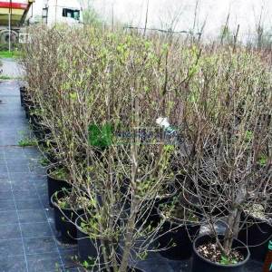 Kuza Kızılcığı, kousa, kousa kızılcık, Çin kızılcık, Kore kızılcık, Japon kızılcık - Cornus kousa (CORNACEAE)