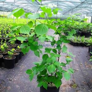 Kuza Kızılcığı, kousa, kousa kızılcık, Çin kızılcık, Kore kızılcık, Japon kızılcık - Cornus kousa (CORNACEAE)