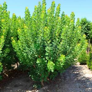 Yeşil yapraklı bulut çalısı,Duman ağacı, Peruka çalısı, Boyacı sumağı - Cotinus coggygria young lady (ANACARDIACEAE)