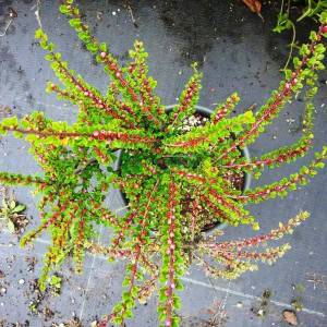 Dağmuşmulası küçük yapraklı - Cotoneaster microphyllus (ROSACEAE)