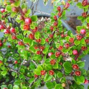 Dağmuşmulası küçük yapraklı - Cotoneaster microphyllus (ROSACEAE)