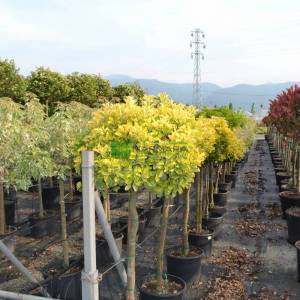 Altuni baston, kısa tijli taflan, Gold taflan, Sarı yeşil taflan - Euonymus japonicus aureo marginatus half tige:130cm (CELASTRACEAE)