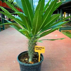 Madagaskar Palmiyesi - Pachypodium lamerei (APOCYNACEAE)